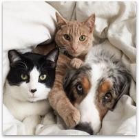 picture of pets