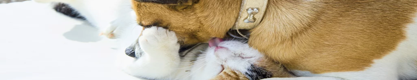 Header Image of Pet(s)