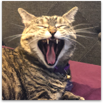 picture of pets