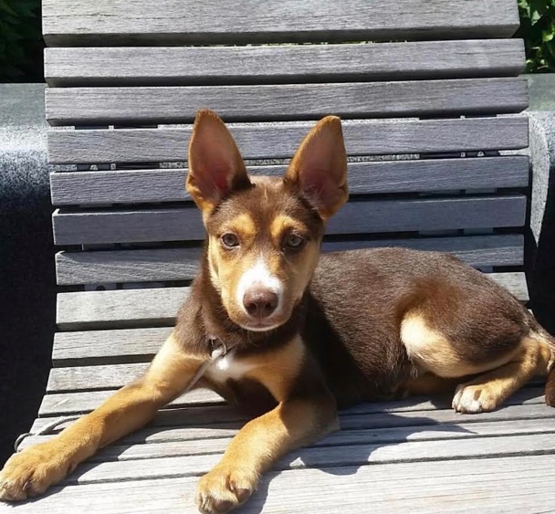 Dog