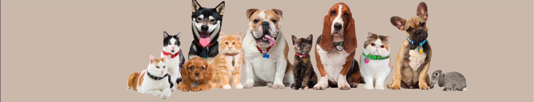 Header Image of Pet(s)