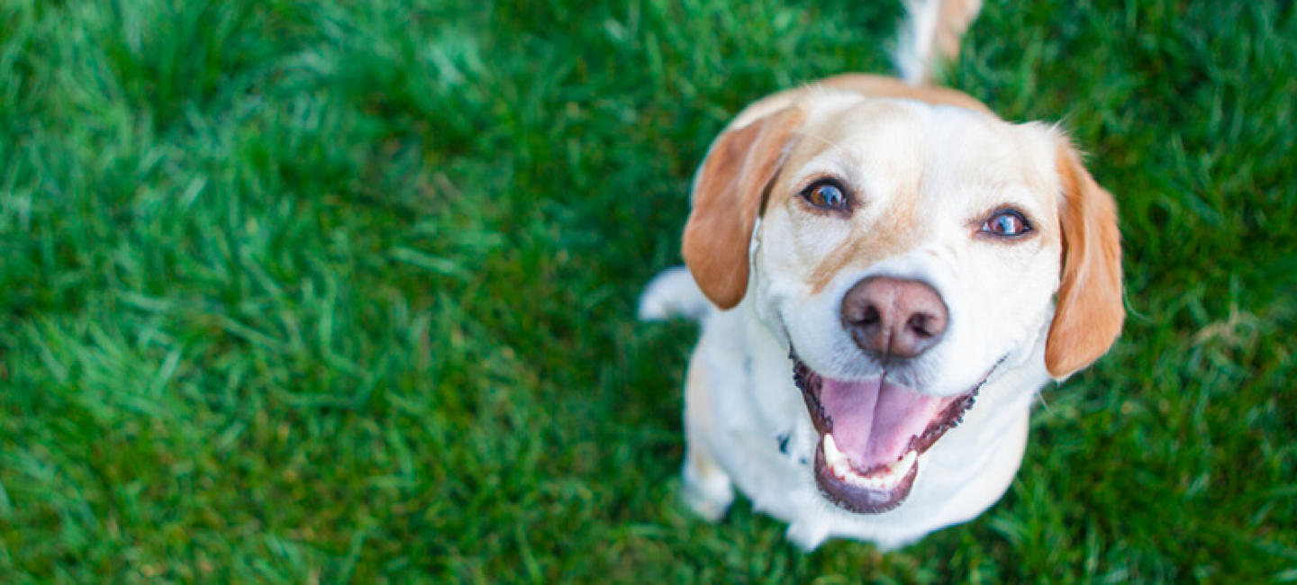 happy white lab in green grass
