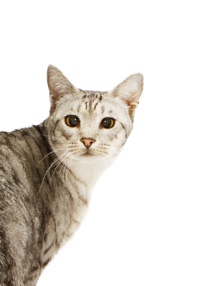 white and gray striped cat