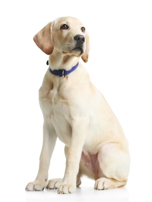 yellow lab