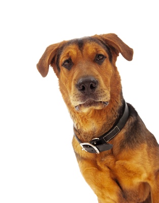large brown dog