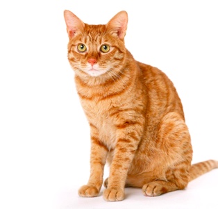 orange striped cat