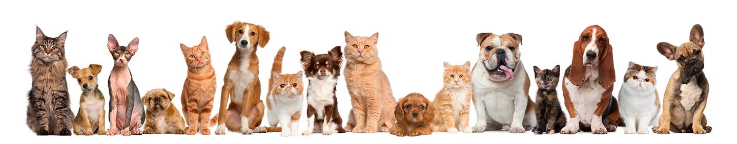 animals